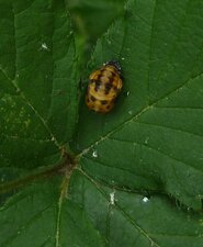 Larve de coccinelle. 31mai.