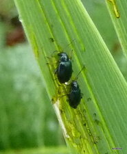 Aphthona nonstriata .