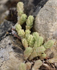 Sedum sediforme - sous réserve