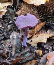 Clitocybe améthyste