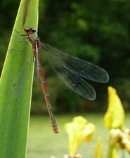 Agrion sanglant