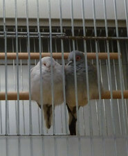 Colombes diament
