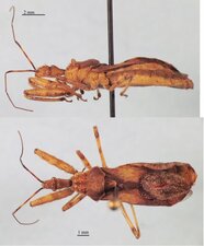 Acholla multispinosa