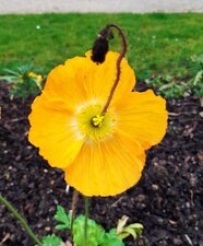 Fleur de parc