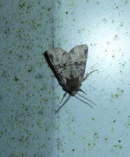 Antitype chi. Noctuelle.