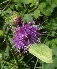 Gonepteryx