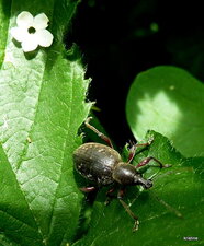 Mycterus (sous réserve)