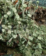 Cladonia fimbriata (sous réserve)