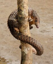 Pangolin précis
