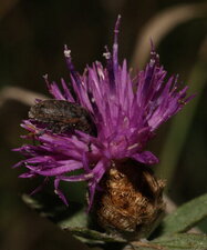 Coléoptère