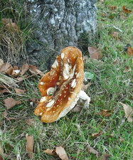 Champignon