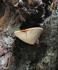 Champignon