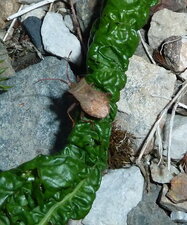Le "Syromaste marginé" Coreus marginatus