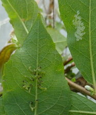 Naissance des fausses chenilles de tenthrèdes et oeufs 