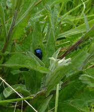 Chrysolina bankii