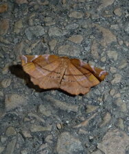 Ennomos du lilas Apeira syringaria.Noctuelle.