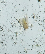 Psychodide. (sous réserve)