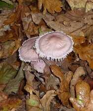  mycène rose.