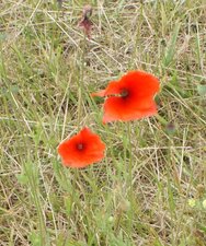 Coquelicot