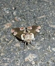 le Batis Thyatira batis.Noctuelle.