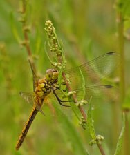 Sympetrum rouge sang Sympetrum sanguineum femelle