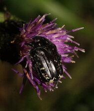 Cétoine grise