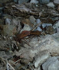 Accouplement de punaises"Syromaste marginé" Coreus marginatus