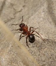 Grosse fourmi