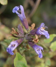 Sauge officinale bicolore
