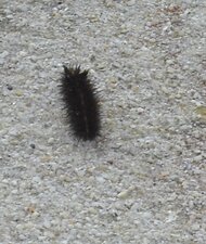 chenille noire poilue