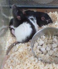 Rat bicolore