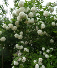 Viorne obier boule de neige - Viburnum opulus