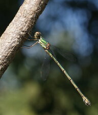 Leste vert - femelle