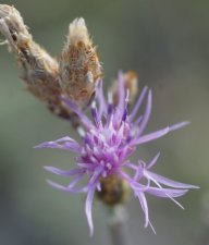 Centaurea leucophaea