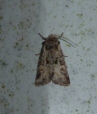 La Noctuelle contigüe Lacanobia contigua.Noctuelle.