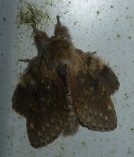 Le Bombyx du hêtre ou Staurope ou Ecureuil Stauropus fagi. Noctuelle.