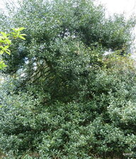 Houx. Ilex aquifolium.