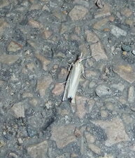 Crambus perlella.Noctuelle.