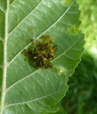 Eclosion d