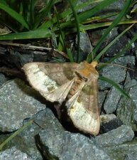 La Plusie vert-doré Diachrysia chrysitis.Noctuelle