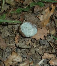 Moisissure sur champignon.