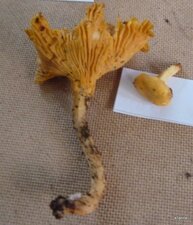Girolle 