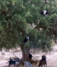 Chèvres dans un arganier