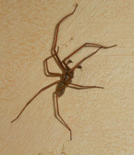Tégéneria domestica