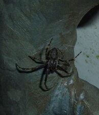 Nuctenea umbratica