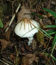Champignon. dessus