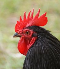 Coq anar