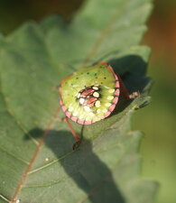 Nezara viridula - juvénile