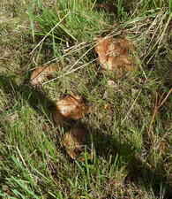 Champignons ?