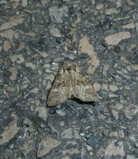 Polyphaenis sericata
